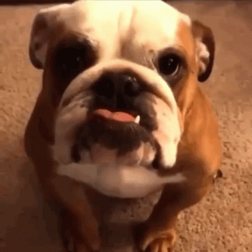 Bulldog Holding Toy in Mouth
