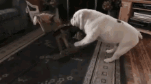 Bulldog Horse Rocking Chair GIF