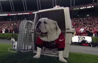 Bulldog in Jersey Saying G