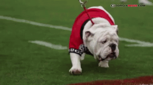 Bulldog in Red Shirt and Leash on Football Field