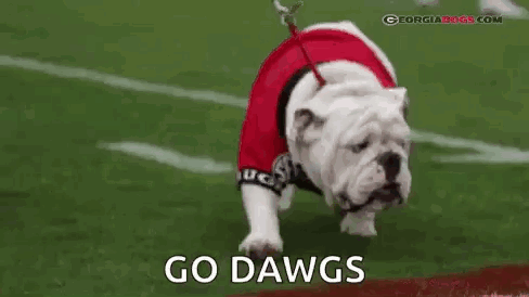 Bulldog On Leash Wearing Red Jersey GIF