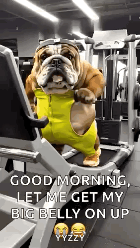 Bulldog on Treadmill Says Good Morning Big Belly