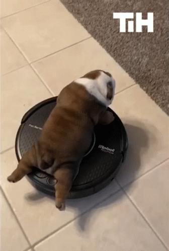 Bulldog Riding A Vacuum GIF