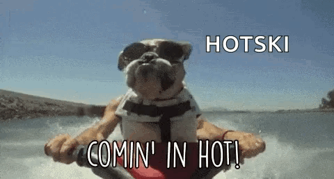 Bulldog Riding Jet Ski GIF