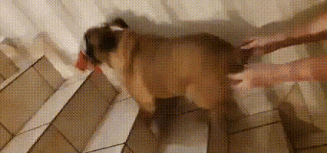 Bulldog Running In Stairs GIF