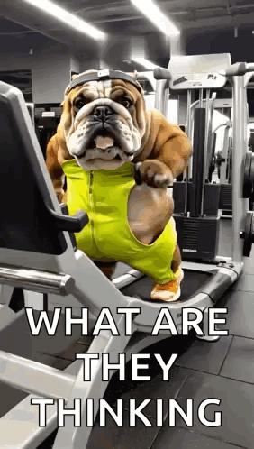 Bulldog Running on Treadmill in Yellow Outfit