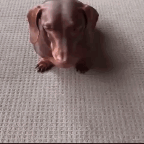 Bulldog Sitting On Couch Holding Remote Control GIF