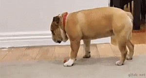 Bulldog Sniffing Toy on Wooden Floor