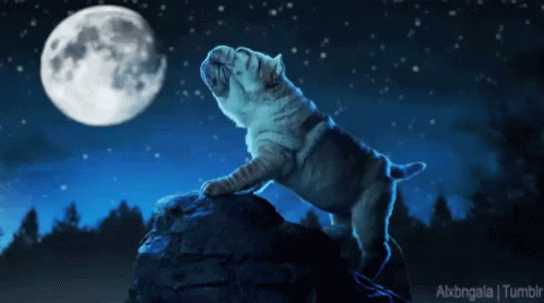 Bulldog Standing on Rock in Front of Moon