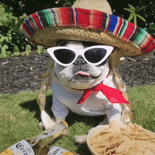 Bulldog Viva Mexico GIF