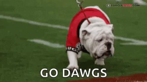 Bulldog Walking On Football Field In Red Uniform GIF