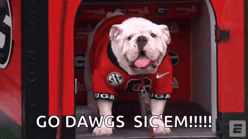 Bulldog Wearing Uga Shirt Go Dawgs Seek Them GIF