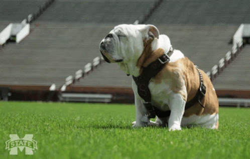 Bulldog With State M Logo