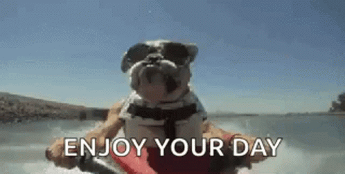 Bulldog with Sunglasses and Life Jacket on Jet Ski
