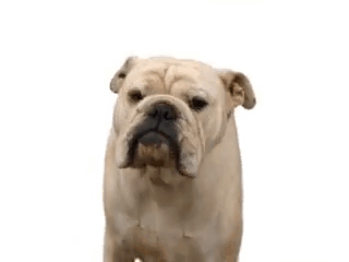 Bulldog Yawning