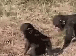 Bully Monkey Pushed His Friend GIF