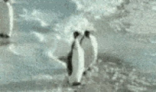 Bully Penguin Smack His Friend GIF