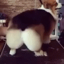 Bum Doggy Shake GIF