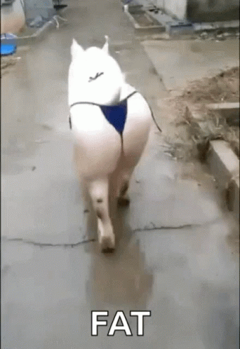 Bum Pig Fat GIF