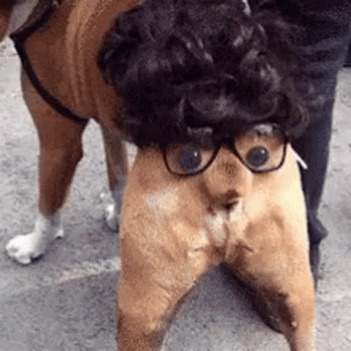 Bum Doggy Butt Face GIF