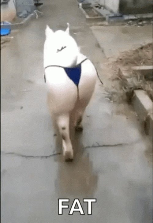 Bum Pig Fat GIF
