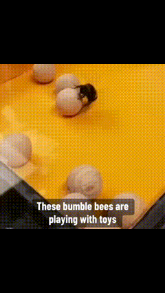 Bumble Bee Playing with Toys