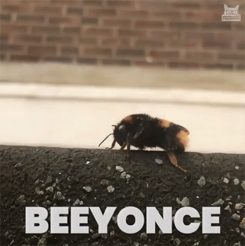 Bumblebee Beyonce Leg GIF