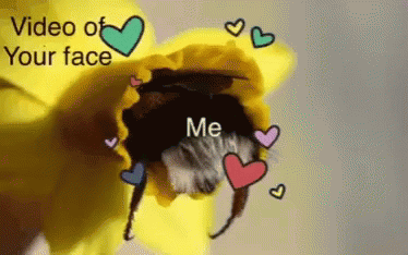 Bumblebee In Loved Of Your Face GIF