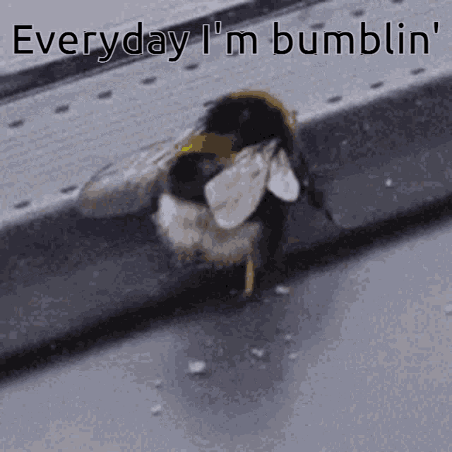 Bumblin Lmfao Gif GIF