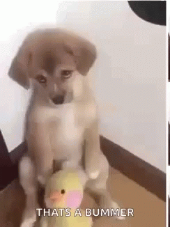 Bummer Puppy Dog GIF
