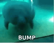 Bump Bumping Manatee GIF