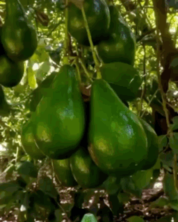 Bunch Of Avocados Hanging From Tree