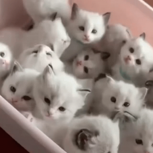 Bunch Of Cute Cat Lover GIF