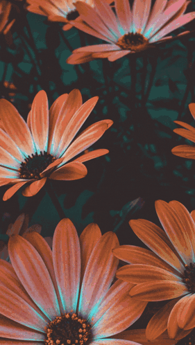 Bunch of Orange Flowers with Blue Centers