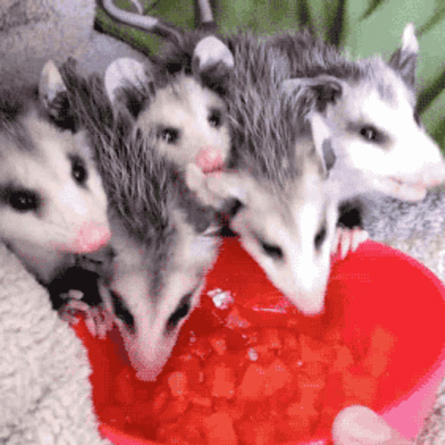 Bunch Of Possum Eating GIF