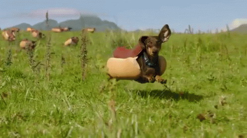 Bunch Of Weiner Dogs GIF