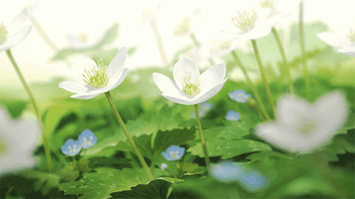 Bunch of White Flowers with Green Leaves