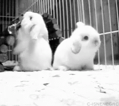 Bunny Backard Flop GIF