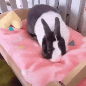 Bunny Bedtime Gif GIF