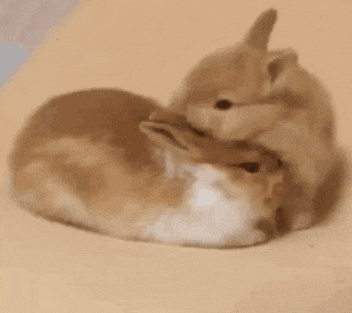 Bunny Bunny Kiss Gif GIF