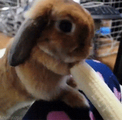 Bunny Eating Savannah Bananas GIF