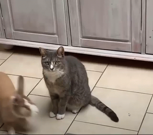 Bunny Hopping Around Cat GIF