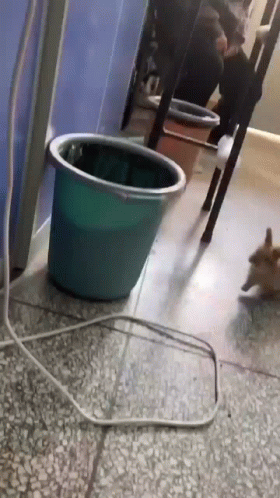 Bunny Hopping Into Barrel Drum GIF