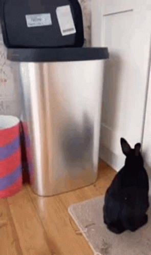 Bunny Hopping Into Trash Bin GIF