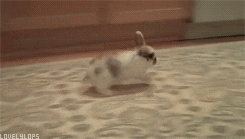 Bunny Hopping Lively Around Carpet GIF