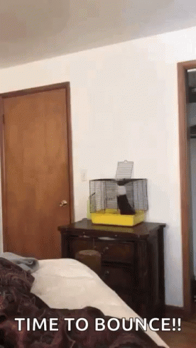 Bunny Hopping Out Of Cage GIF