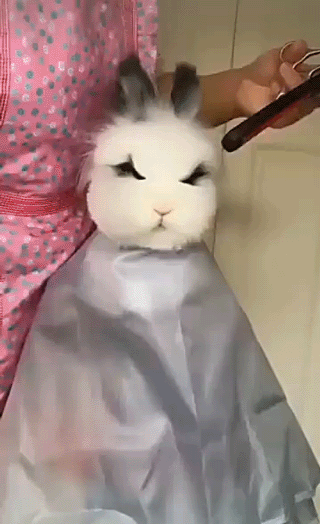 Bunny Pet Haircut GIF