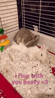 Bunny Rabbit Gif GIF