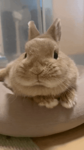 Bunny Rabbit Laying On Pillow GIF