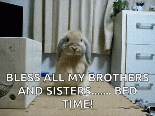 Bunny Rabbit Standing On Rug In Living Room GIF